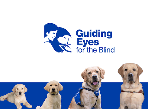 4 yellow labs from little pup to guide -the Journey of a Guiding Eyes dog