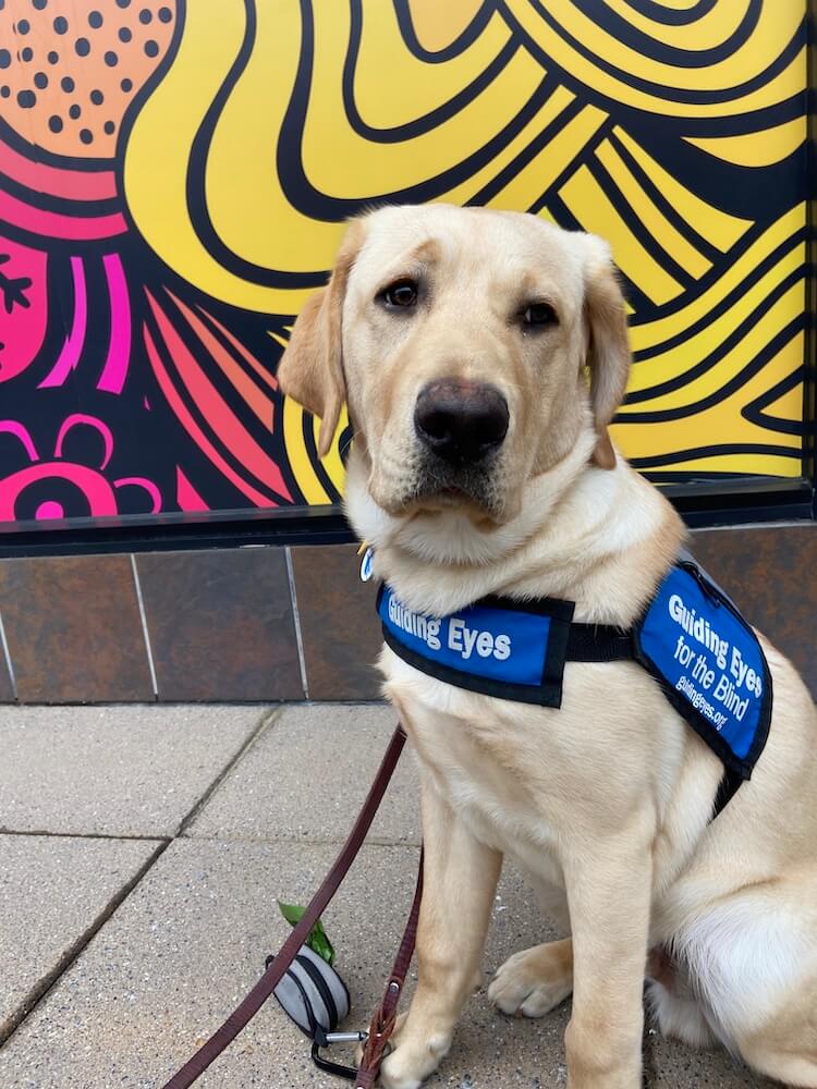 Yellow Lab Uber in blue Pup on Program vest