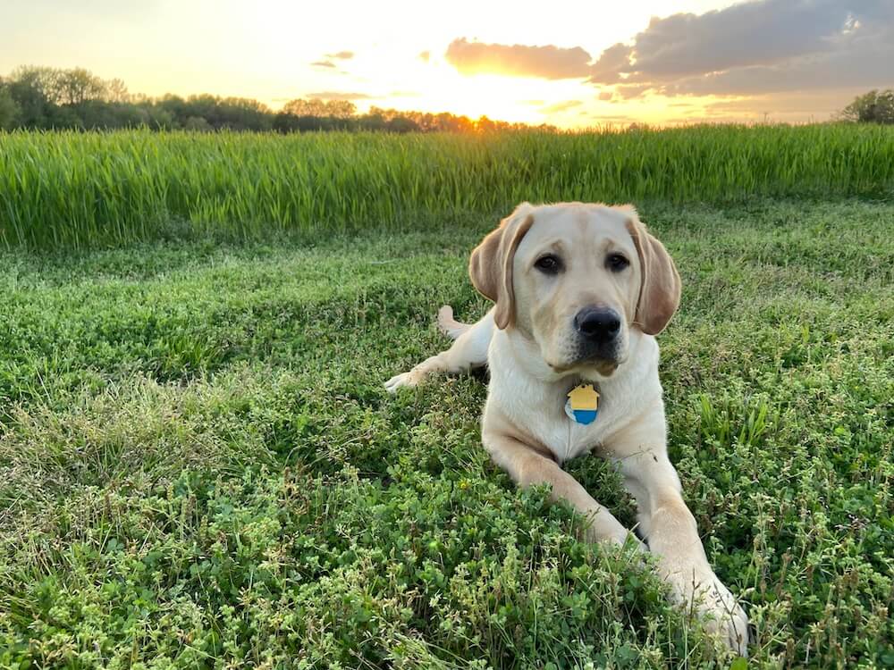 Uber lies with paws crossed in meadow against a bright sunset