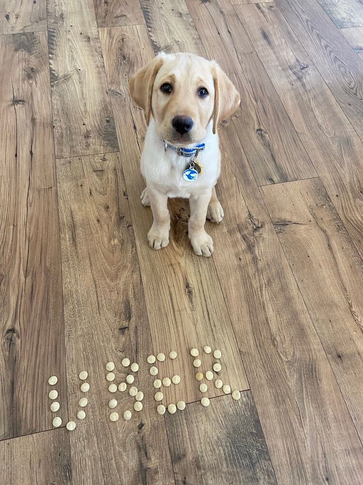Young puppy Uber sits patiently in front of his name spelled in kibble