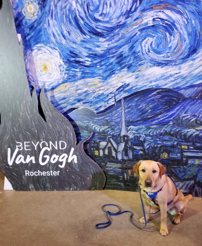 Pup on Program Barbara sits in front of colorful Starry Night Van Gogh sign