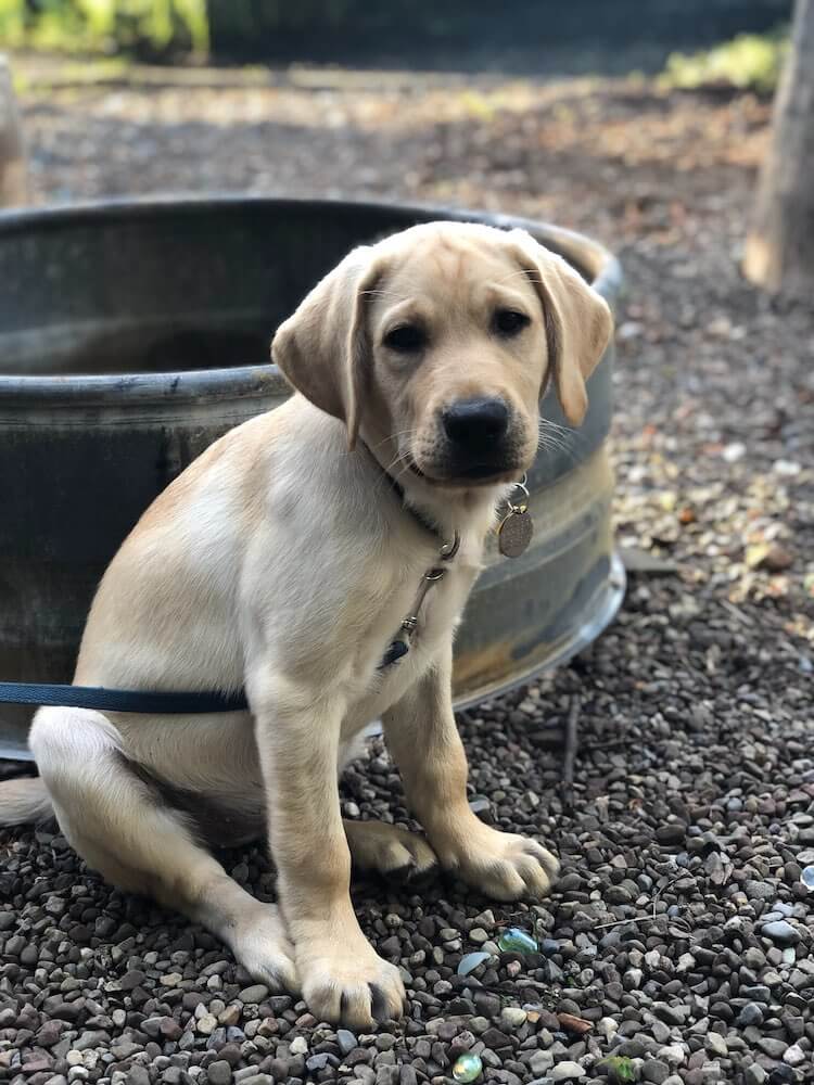 Puppy Barbara sits outside on a gravel path