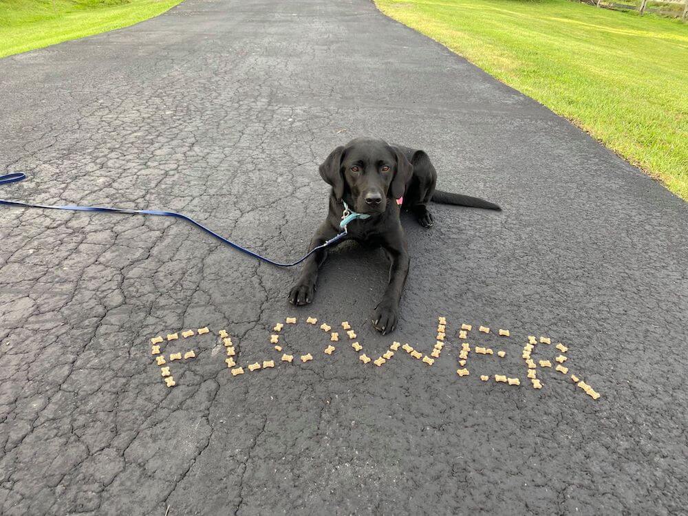 Pup Flower behaves beautifully while her name is spelled in kibble in front of her