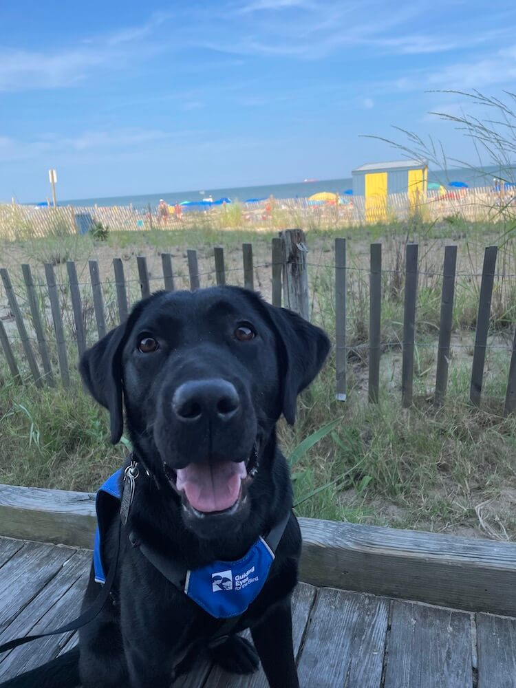 A big smile from black lab pup Maggie against a backdrop of beach and sky
