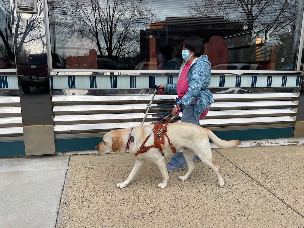 Yellow lab guide dog Charles leads handler Marie past store fronts