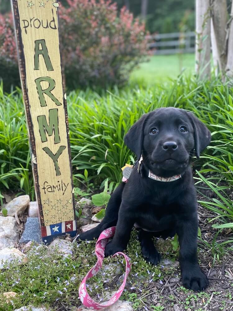 Little puppy Enya poses in front of a "Proud Army Family" sign in the landscaping
