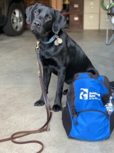 Black Lab Quince next to blue Guiding Eyes back pack