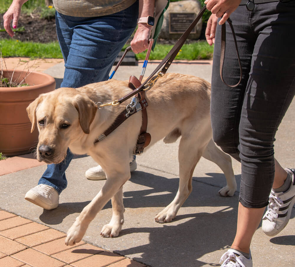 a yellow Lab guide dog in harness with a person holding the handle and another the leash