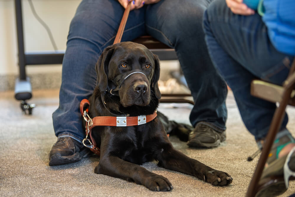 a black Lab in harness in a down