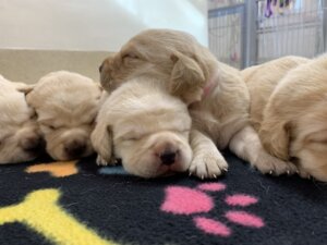 pile of little yellow ups on black blanket with colorful paw and bone print