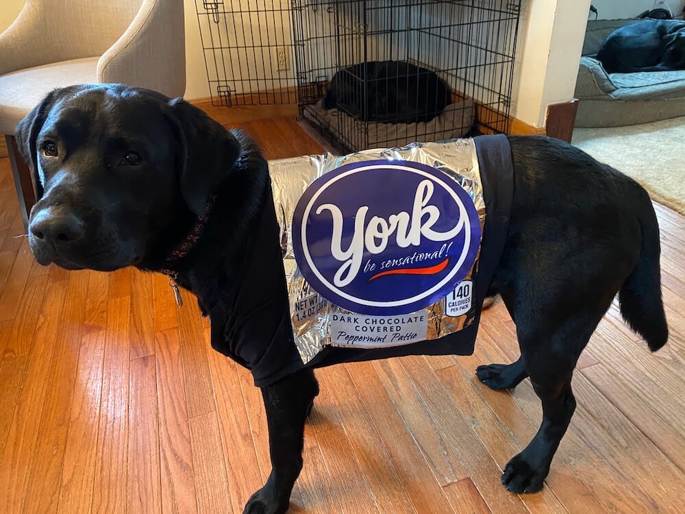Pup on program York wears a giant shiny York Peppermint Patty wrapper