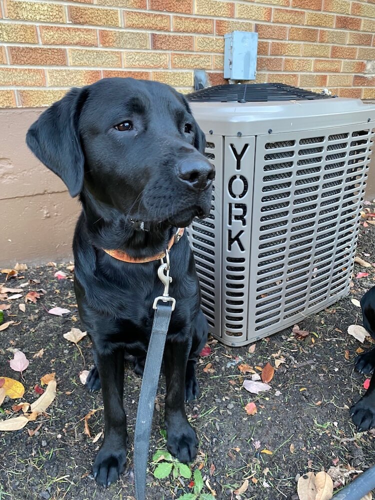 Pup York poses in from of a mechanical unit with cut out letters YORK