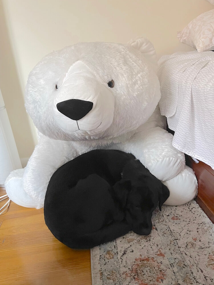 guide dog York cuddles up to a giant white teddy bear in the guest room