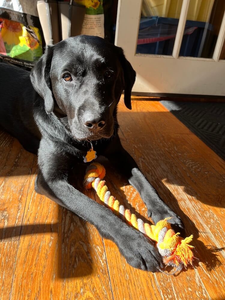black Lab Yoda is down with a rope toy between front legs