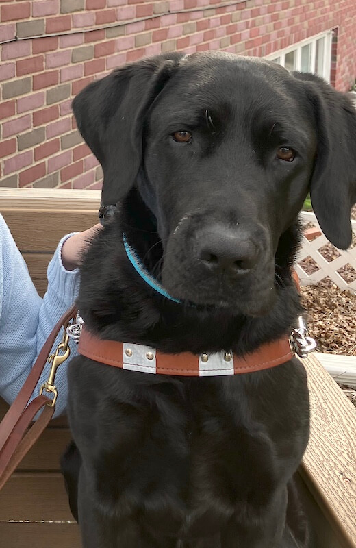 Guide Dog Admiral sits in harness