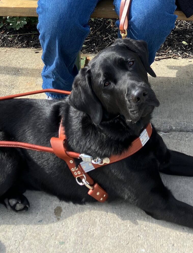 Guide Dog Admiral lying down in harness
