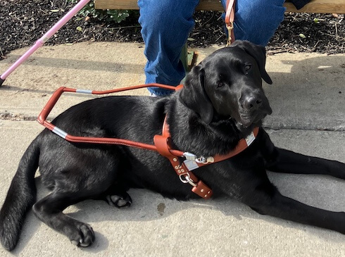 Guide dog black Lab Admiral in a down position in harness