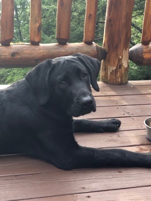 black Lab Admiral turns toward camera in a down on porch