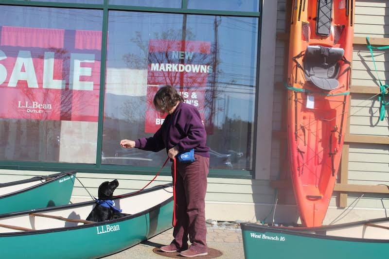 Pup Arby training inside a canoe display at LLBean store in Maine