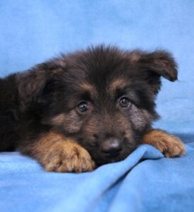 Little German Shepherd puppy Banks lies on a blue drape with his nose between his paws, resting on a fold