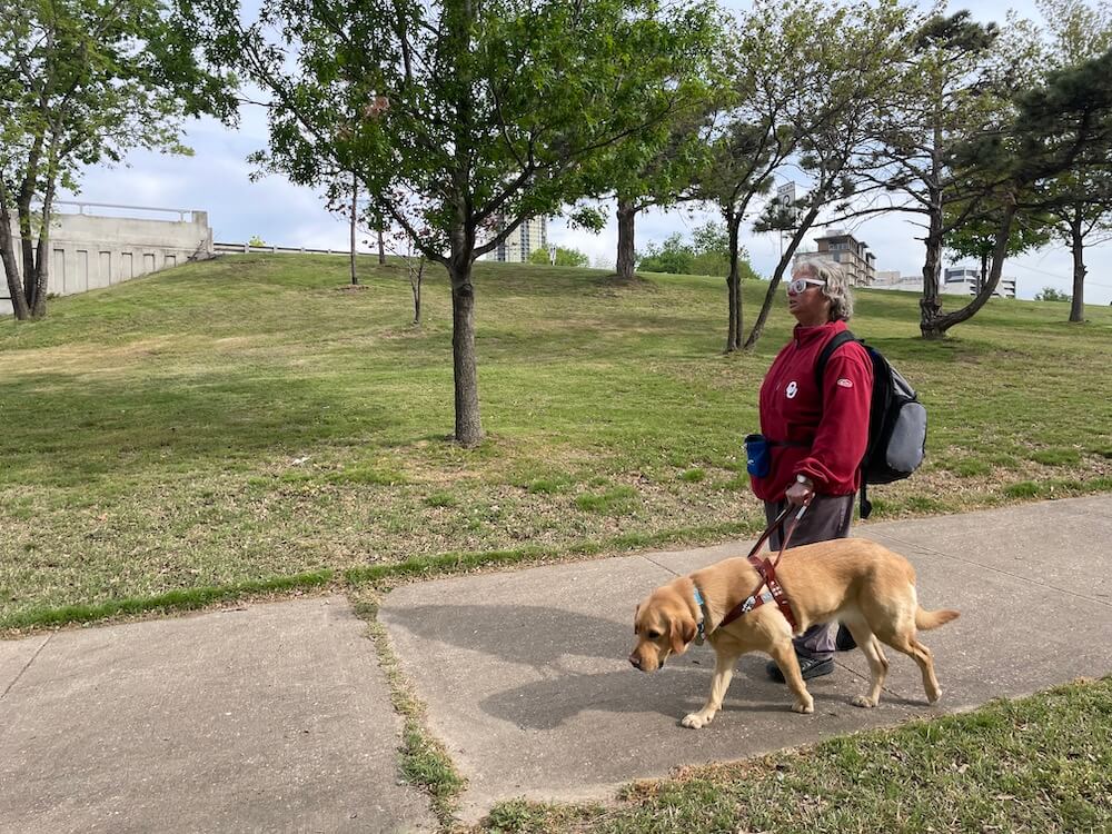 yellow Lab Biscotti leads handler Darla safely down sidewalk with grass on both sides