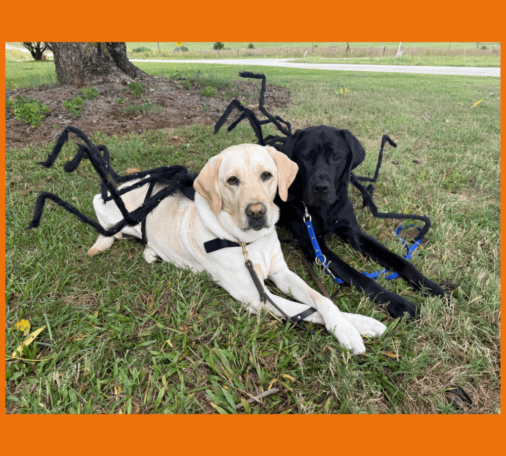 Female yellow lab Dream and male black lab Blackjack lay side by side in the grass and wear matching spider costumes.