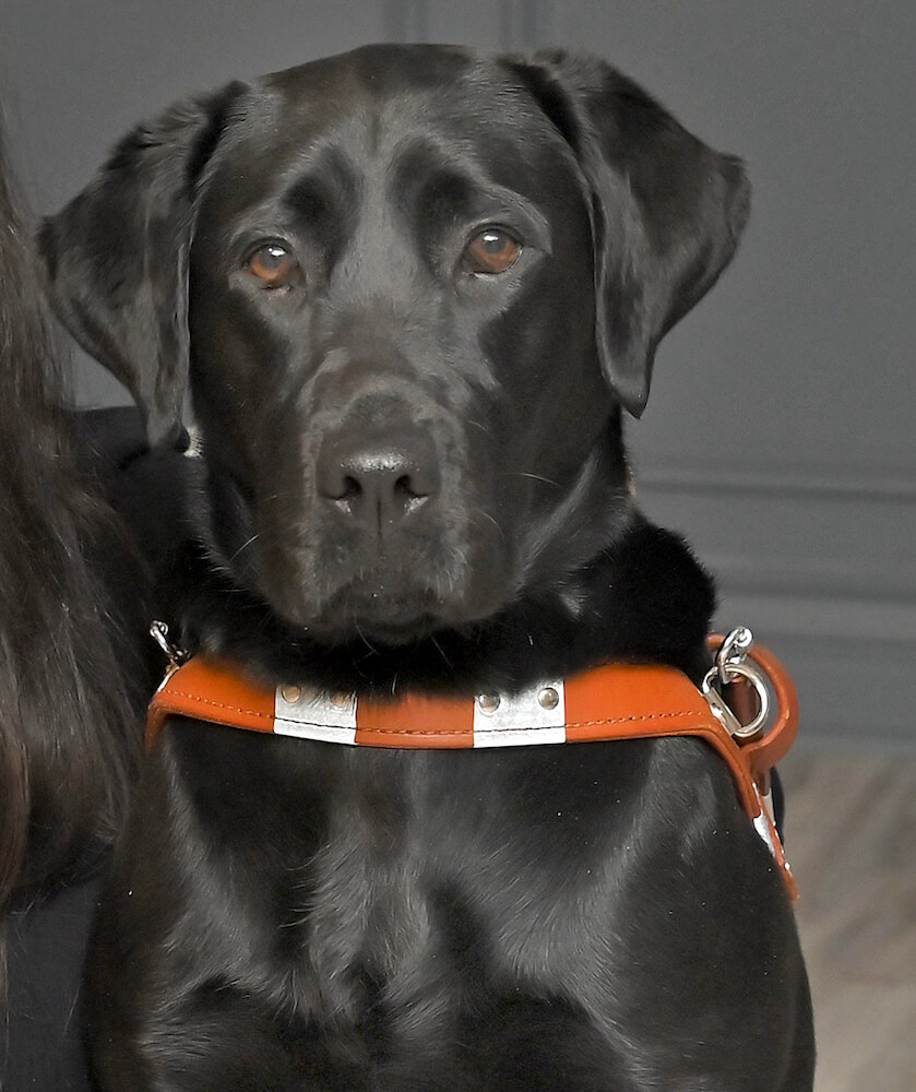 Liberty in guide dog harness