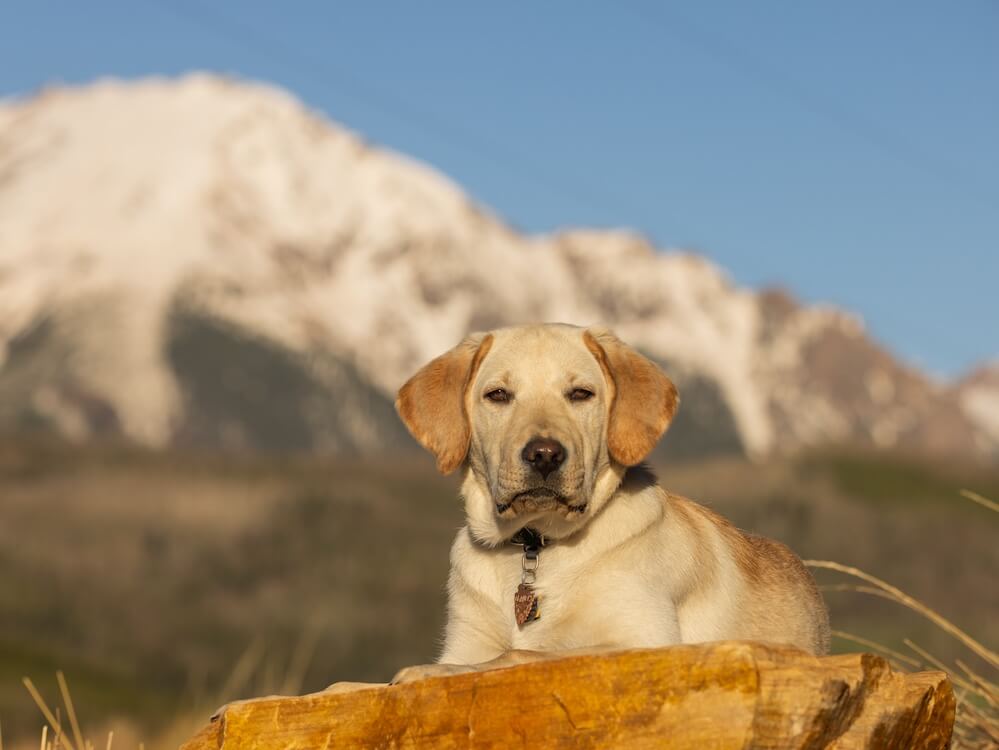 Clancey basks in the glow of the sun lying on a brown rocky area with white jagged mountains of Colorado in the background