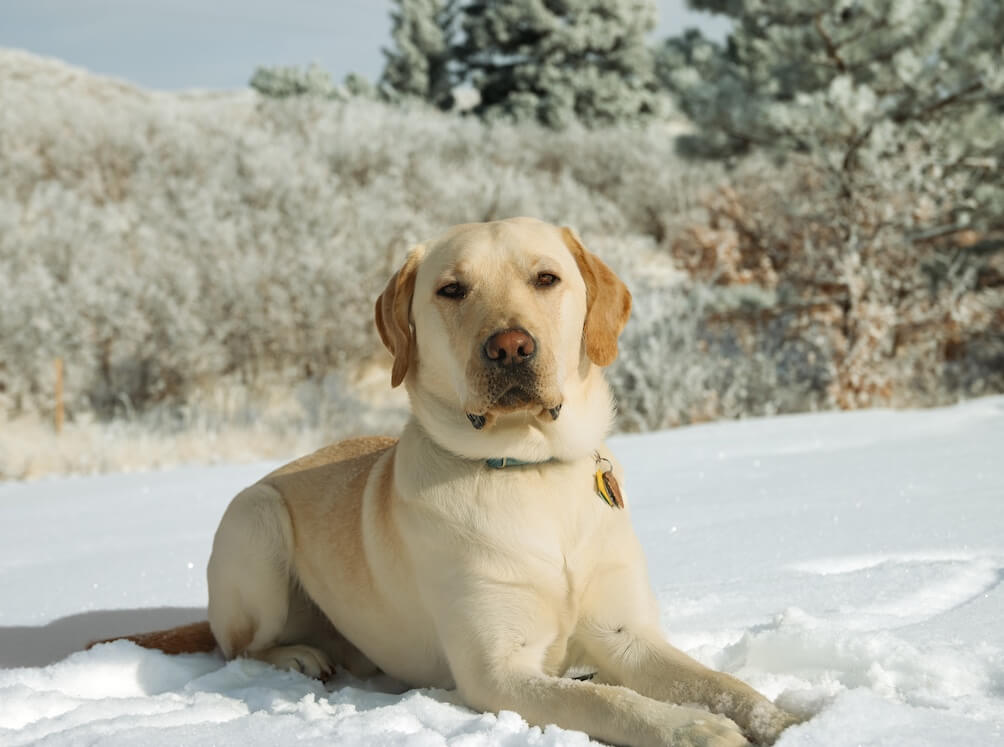yellow pup Clancey looks regal while lying in the snow in front of a row of snow bushes and evergreens