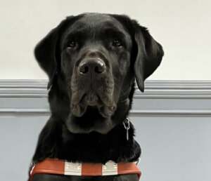 Black guide dog Pepsi sitting tall (close-up)