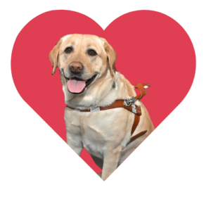 Yellow guide dog with happy smile and tongue sitting inside a big a red heart
