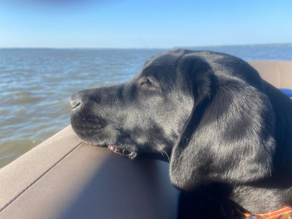 close up of black Lab Guthie, eyes closed,  on a boat with horizon behind him