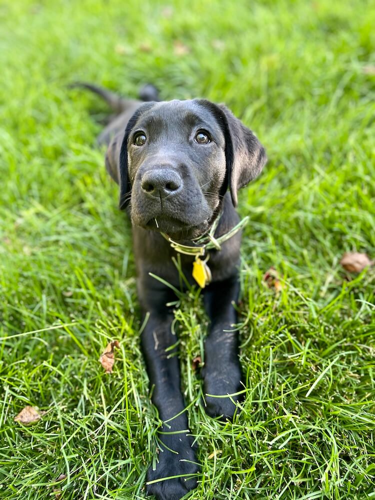 black Lab puppy Guthrie in a down in the grass