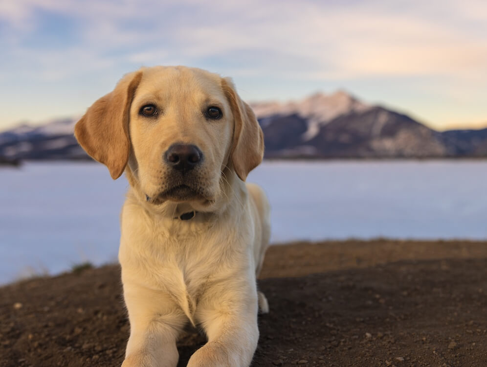 Yellow pup Clancey in a down position in the foreground of a body of water and rocky mountain peaks