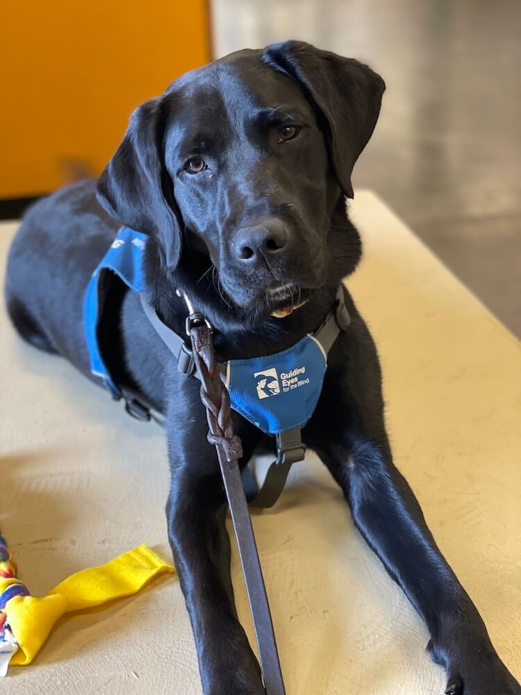 Black Lab pup on program Morgan in a down pose and her Future Guide Dog vest
