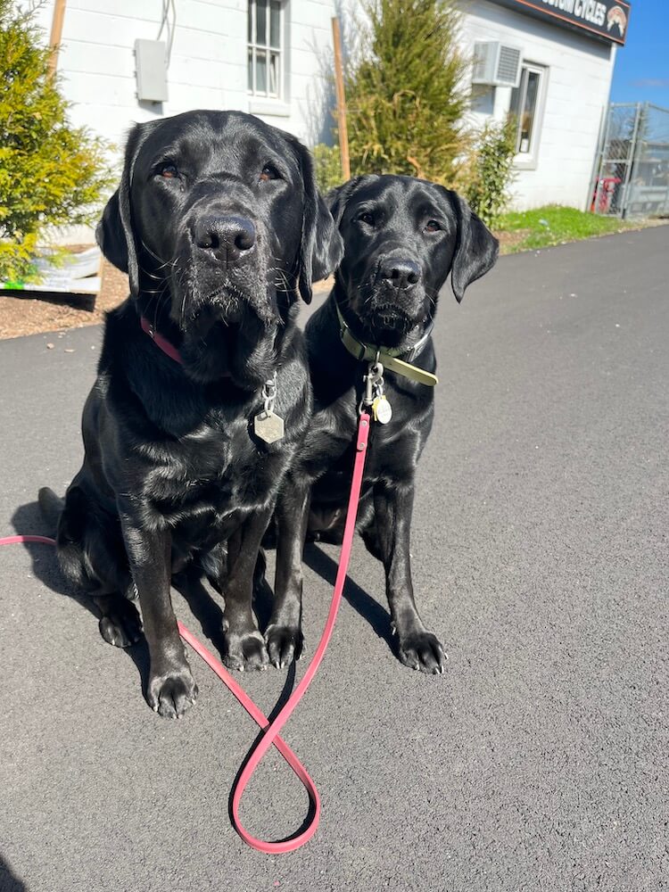 Liberty sits with another black Lab friend looking at camera