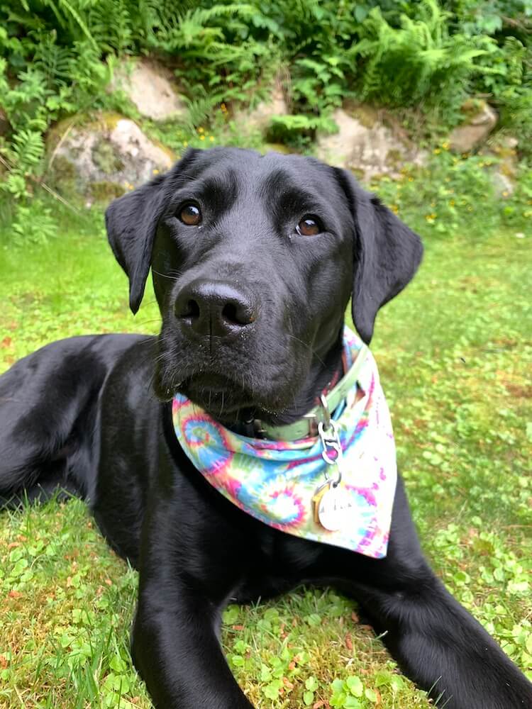 Pup Liberty wears a colorful bandana