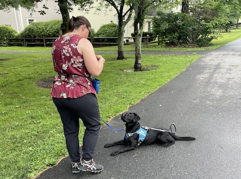 black Lab guide dog Posy in a down position waiting patiently for a treat on quiet residential street