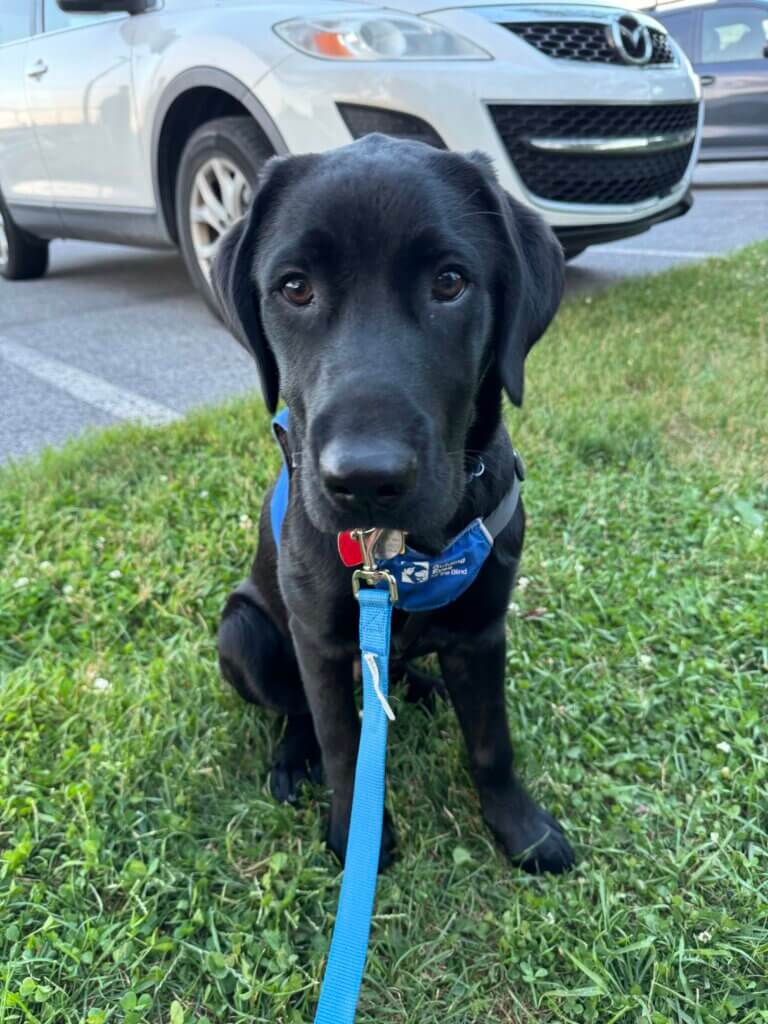 Young pup on program Denzel gets used to a new Future Guide Dog vest.