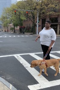 Meka walks with yellow Lab Treble through a white crosswalk