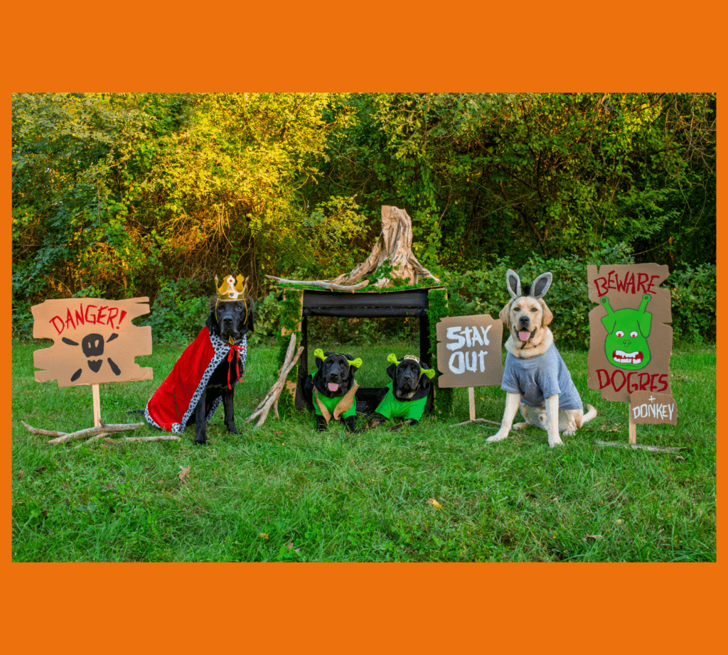 Male black lab Nils, female black lab Yazzy, Female brindle Lab Nutella, and male yellow lab Fintan are all posed in a grassy yard. Nils is dressed as Lord Farquad with a crown and red cape, Yazzy is dressed as Shrek, Nutella is dressed as Fiona, and Fintan is dressed as Donky. Various signs are displayed like in the Shrek movie, including a sign that says “danger,” one that says “stay out,” and another that says “Beware Dogres + Donkey.”