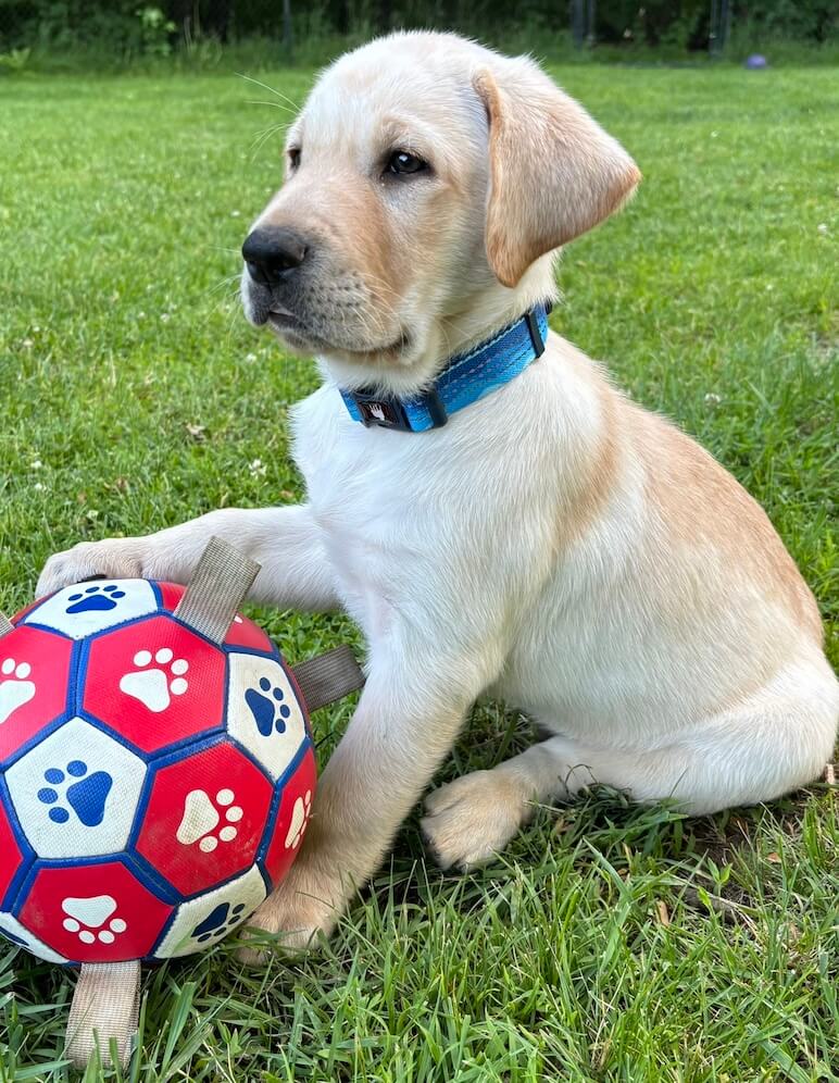 Little yellow puppy Marlin has one front paw on a bright red soccer ball while sitting in grassy area