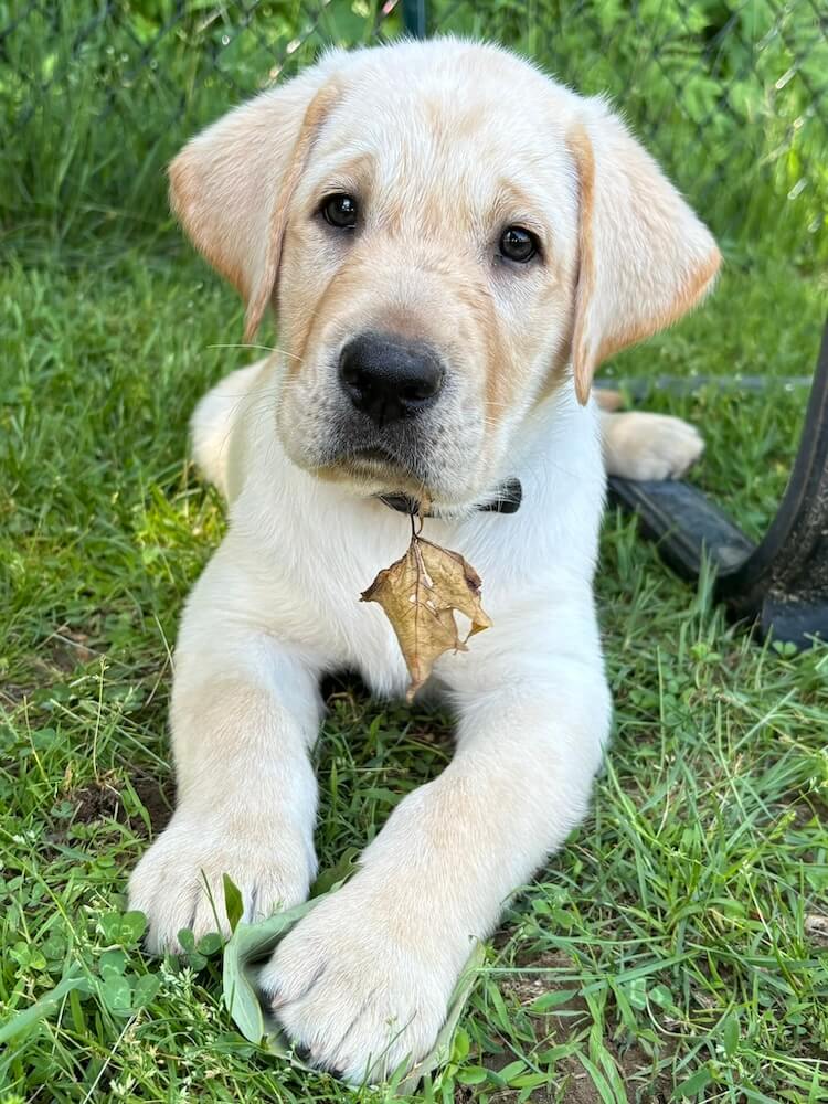 Yellow puppy Marlin poses in the grass with paws forward looking at the camera