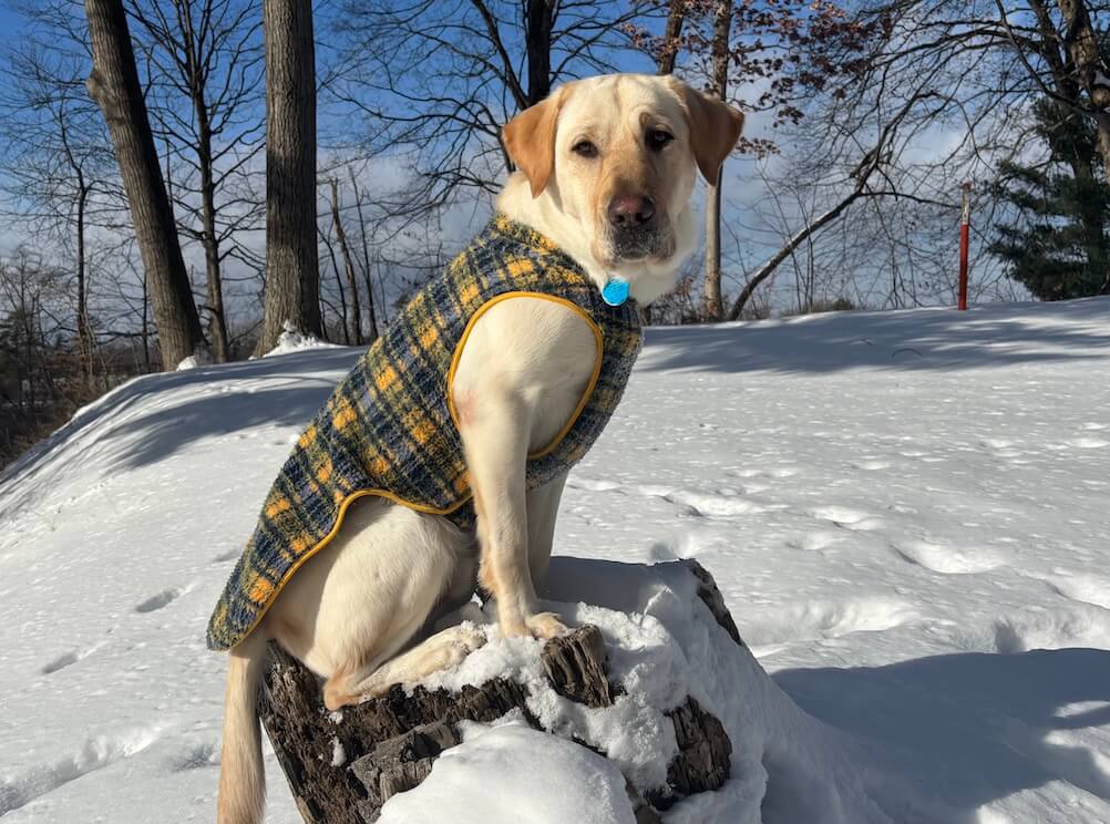 In a snowy scene pup Marlin wears a plaid coat and poses on a stump in a snowy area