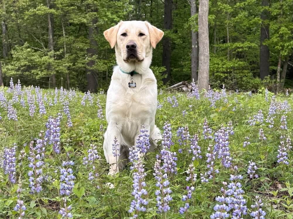 Yellow pup Marlin sits up tall in a grassy meadow with purple flowers