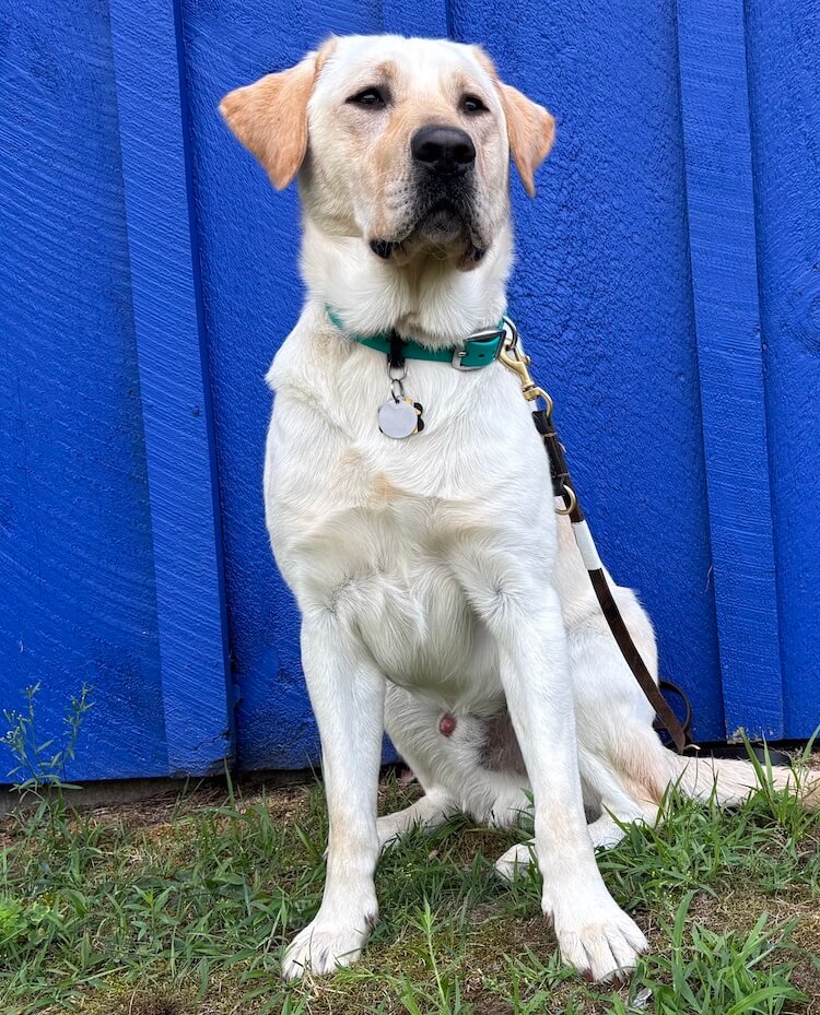 Pup on program Marlin looks confident as he sits in front of a blue painted wall