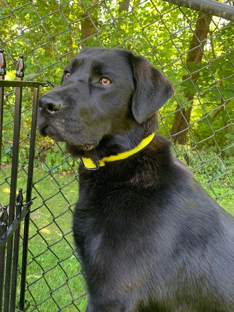 Black Lab pup Quinn sits up tall with black fence and wooded area behind him