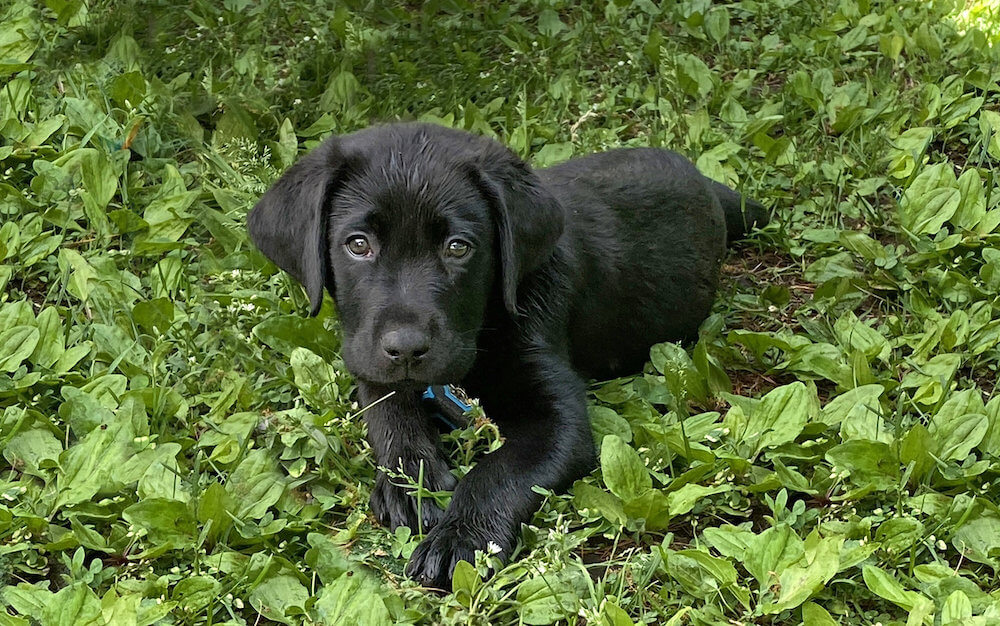 black lab 7 wk old puppy Bart lies in the grass
