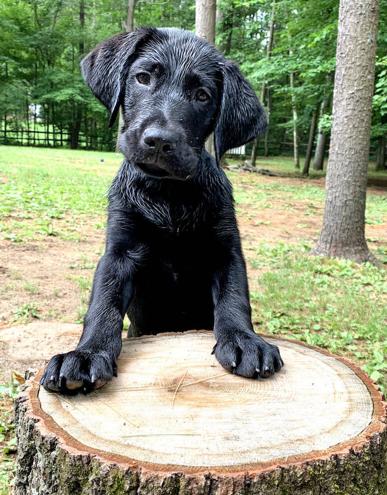 Puppy Bart with front paws on stump