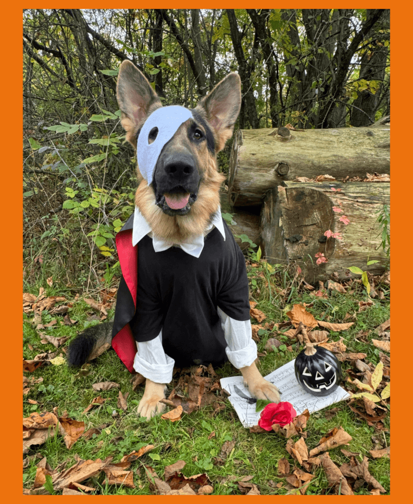 Male black and tan German Shepherd Phantom sits in the leaves and wears a black shirt and half of a white mask over his face as if he is “Phantom of the Opera.” At his feet is a piece of sheet music, a rose, and a black jack o’lantern